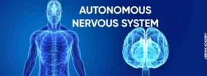 Nervous system banner